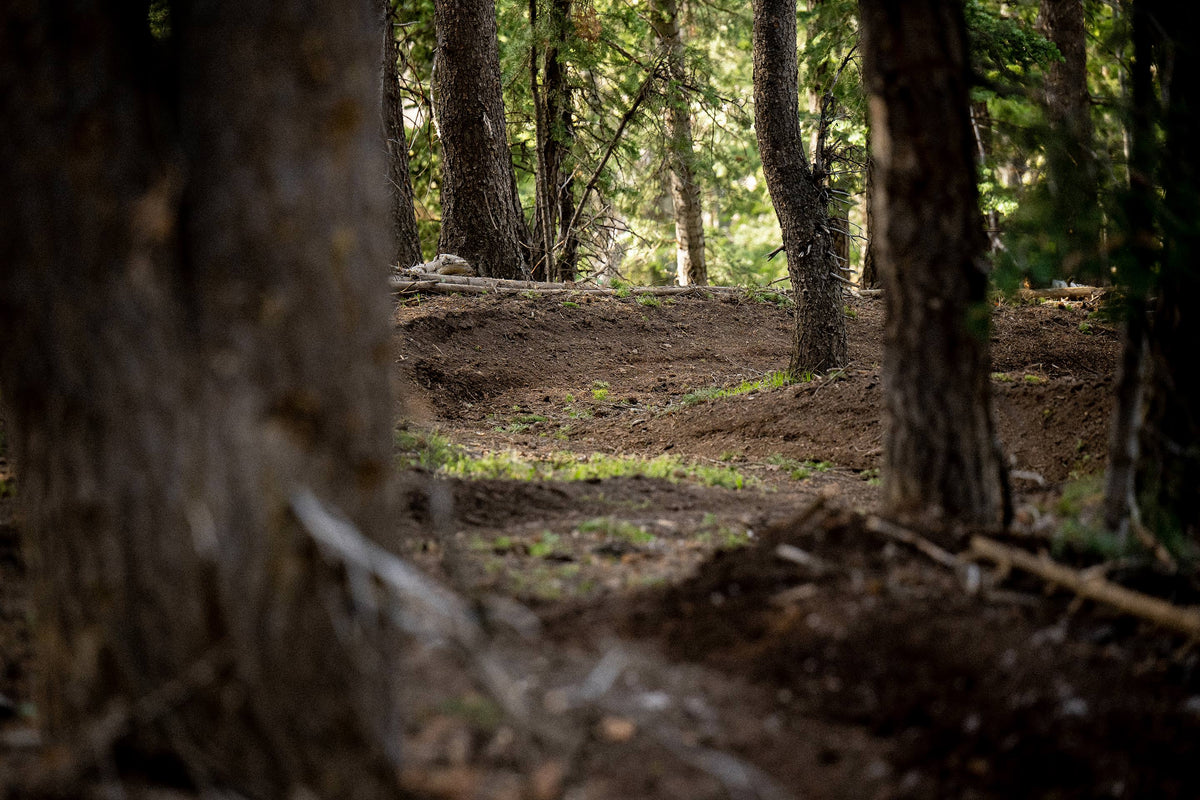 image of a dirt trail in the forest